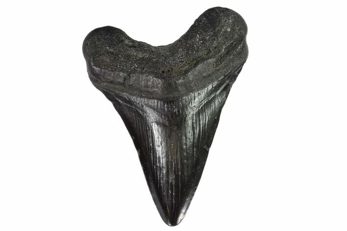 Fossil Megalodon Tooth - North Carolina #108907